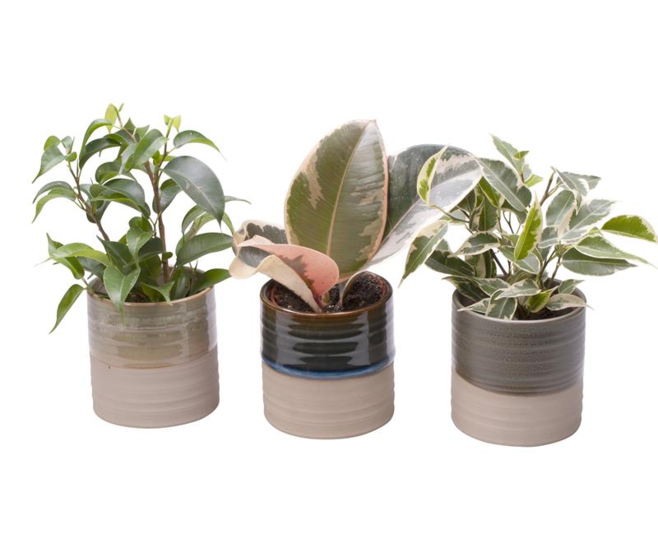 FICUS CERAM