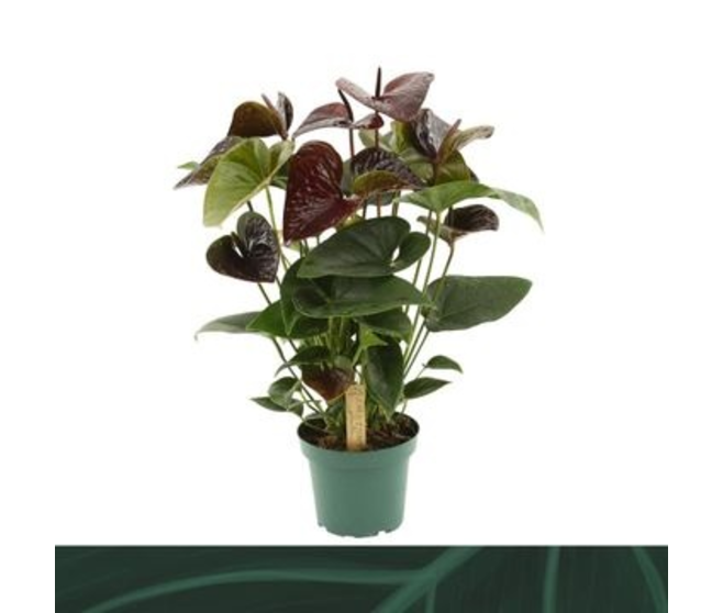 ANTHURIUM ANDREANUM ESSENCIA