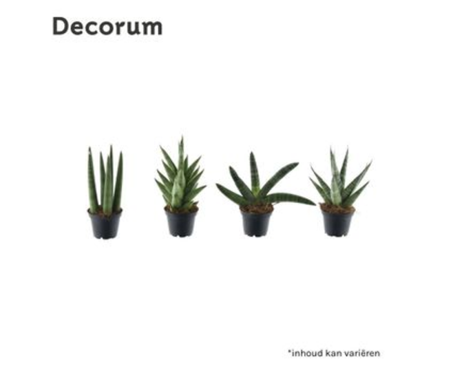 SANSEVIERIA SONORA VARIE
