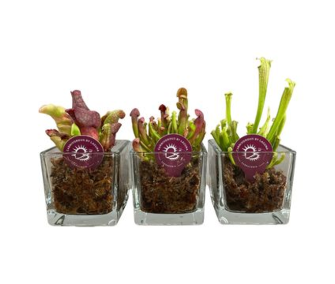 SARRACENIA CUBE VERRE