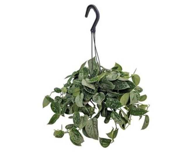 SCINDAPSUS PICTUS SILVER ANN SUSP