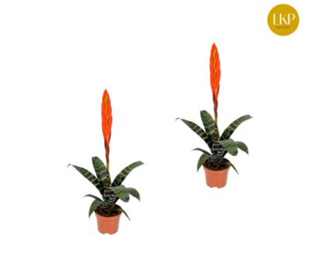 VRIESEA ROUGE