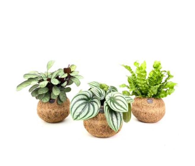 PLANTES VERTES KOKODAMA