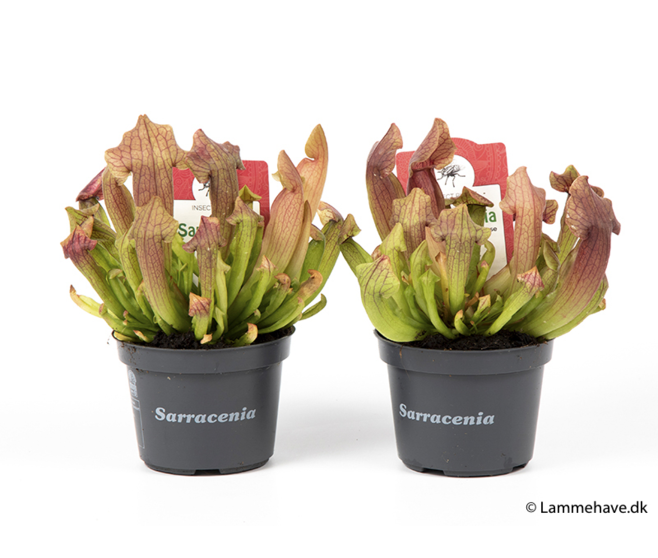 SARRACENIA