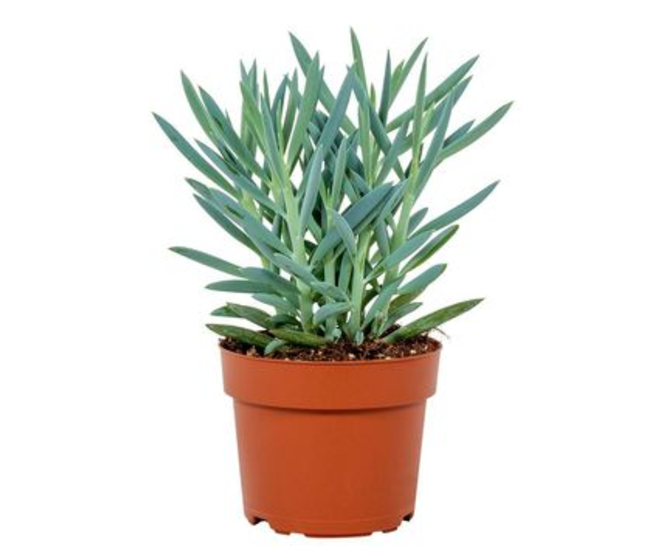 SENECIO MOUNT EVEREST