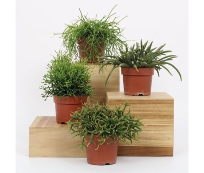 RHIPSALIS VARIE