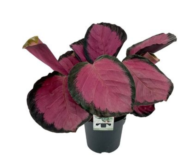 CALATHEA MYSTY RED