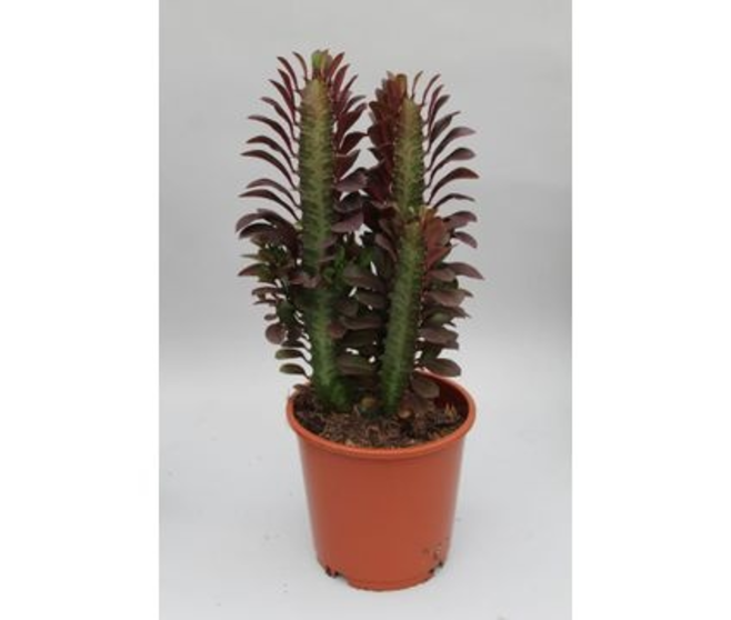 EUPHORBIA TRIGONA RUBRA