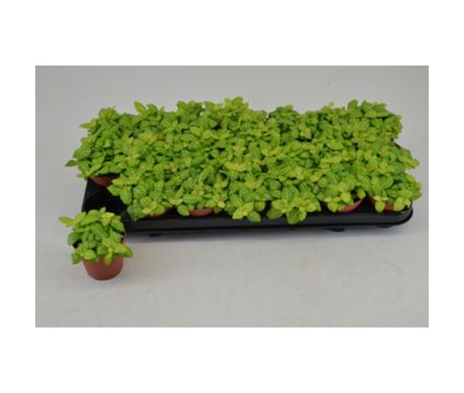 FITTONIA JOLY LEMON