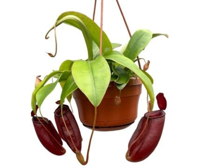 NEPENTHES DIANA SUSP