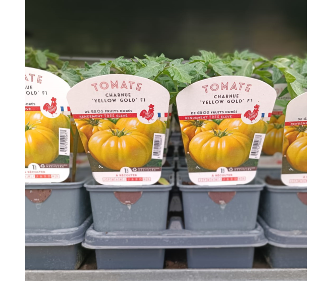 TOMATE YELLOW GOLD