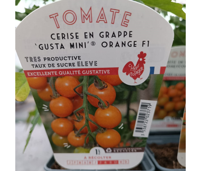 TOMATE CERISE GUSTA MINI ORANGE