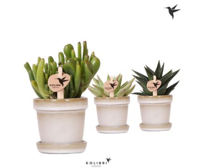 SUCCULENTE CERAM