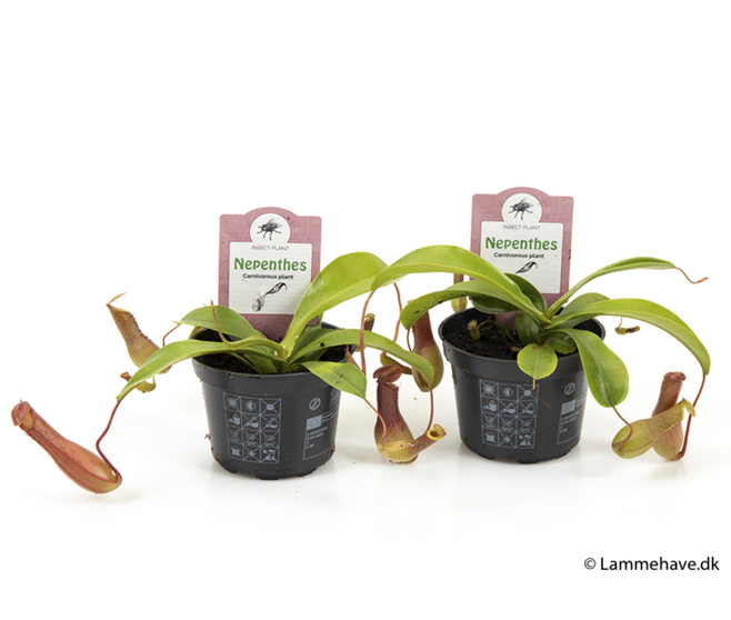 NEPENTHES ALATA