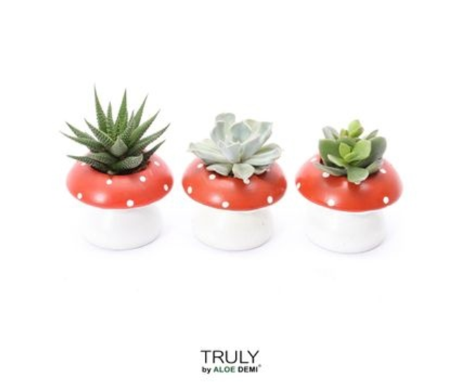 SUCCULENTE CERAM