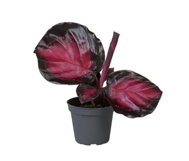 CALATHEA CRIMSON
