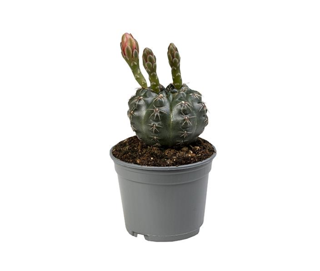CACTUS GYMNOCALYCIUM