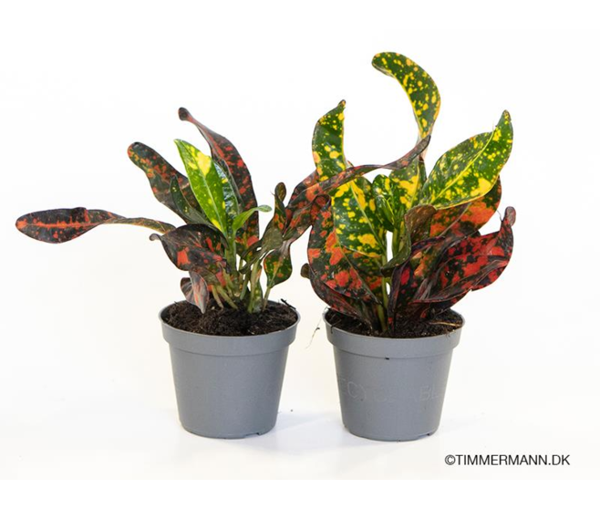 CROTON