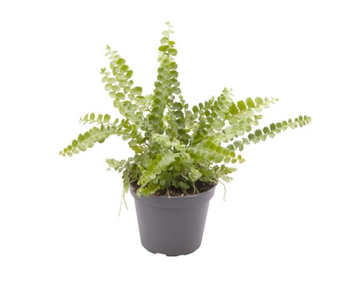 NEPHROLEPIS EXALTATA
