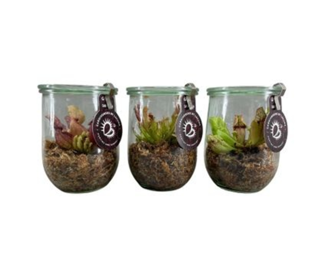 PLANTES CARNIVORES BOCAL VERRE