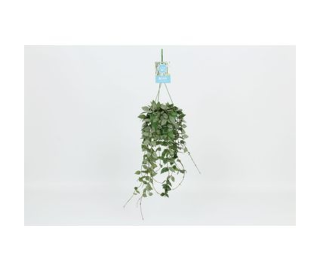 HOYA ESKIMO SUSP