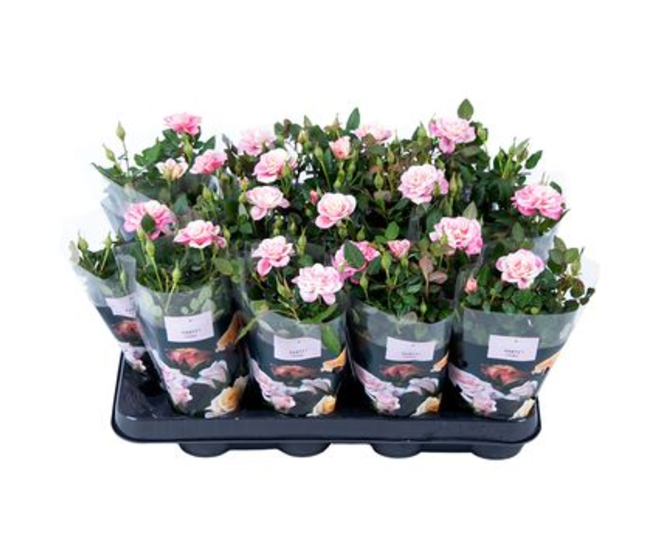 ROSIER PIIA