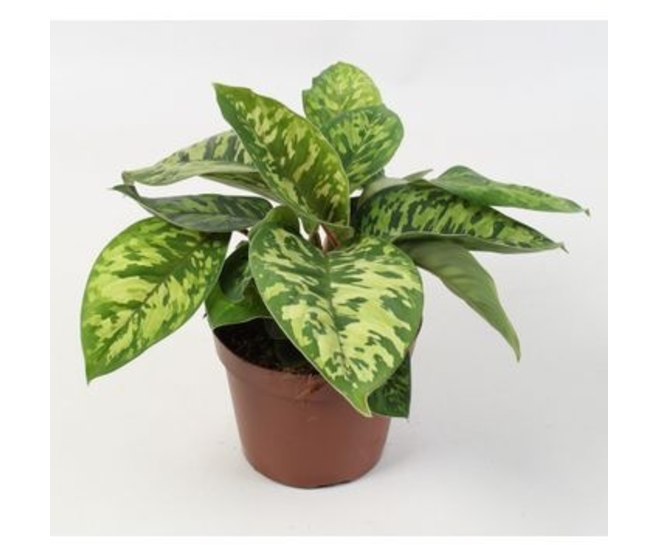 HOMALOMENA WALLISII CAMOUFLAGE