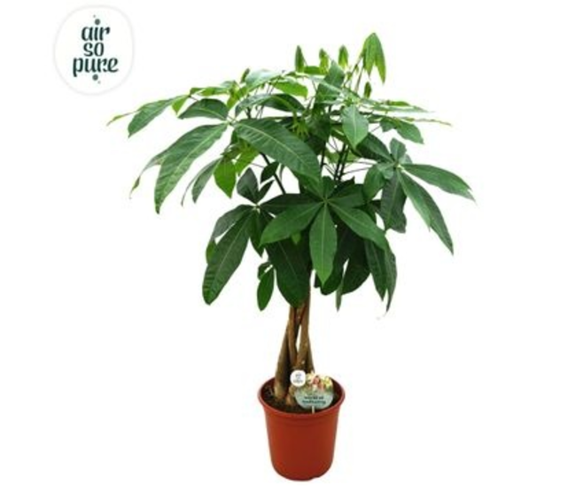 PACHIRA TRESSE