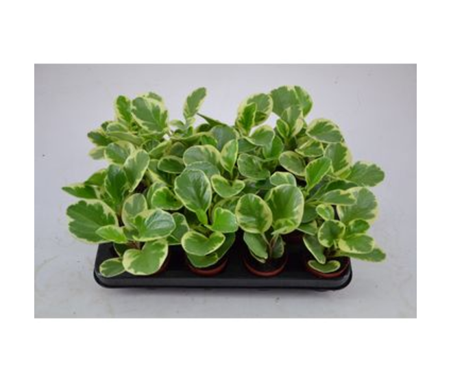 PEPEROMIA OBTUSIFOLIA VARIEGATA