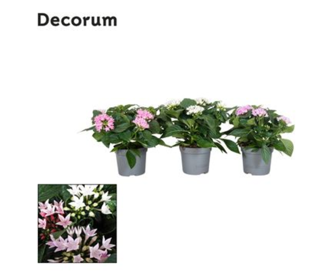PENTAS STARCLUSTER