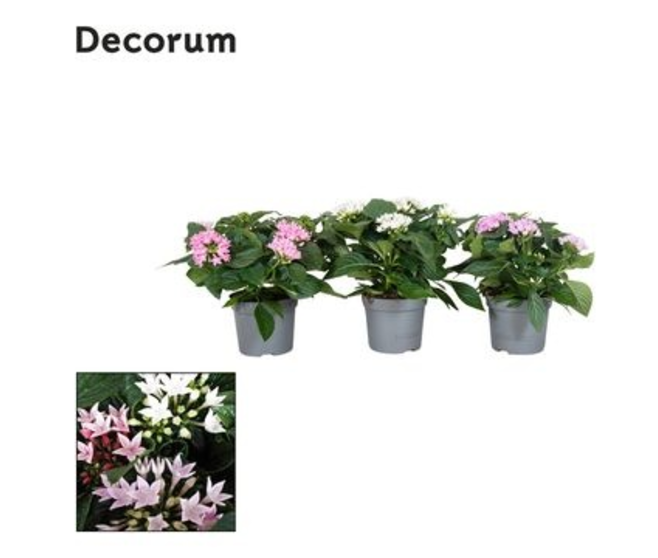 PENTAS STARCLUSTER