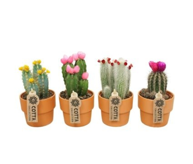 CACTUS FL IMIT P TERRE
