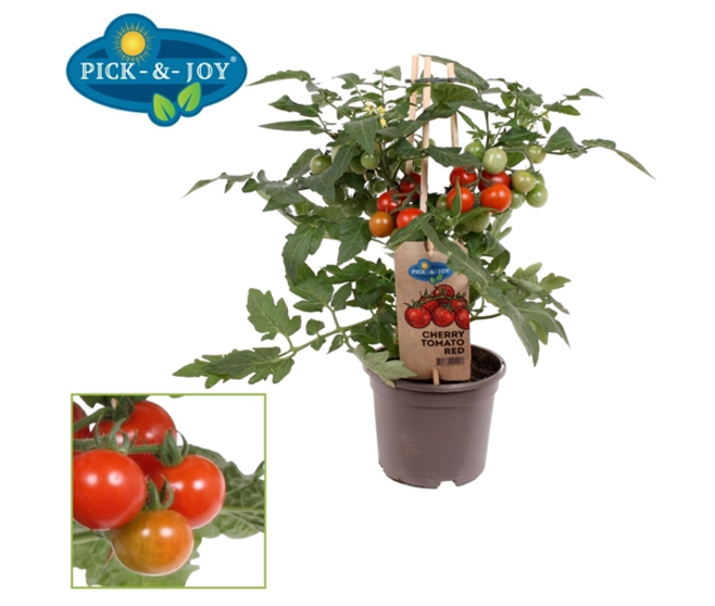 TOMATE CERISE ROUGE