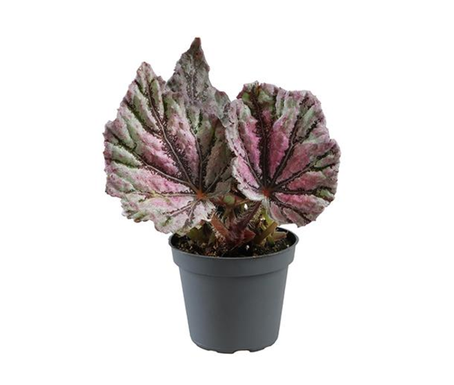 BEGONIA REX
