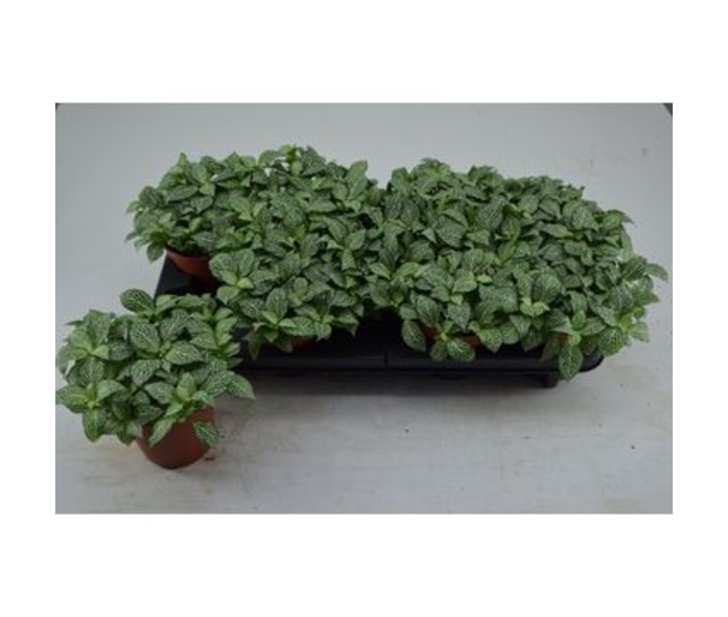 FITTONIA WHISPER