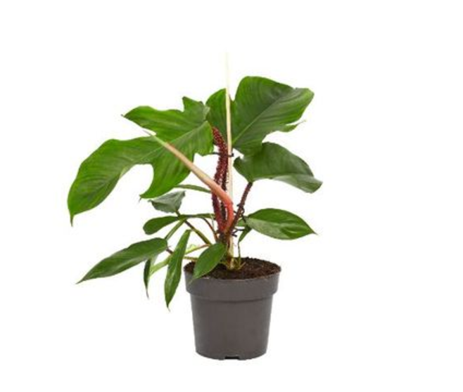 PHILODENDRON SQUAMIFERUM