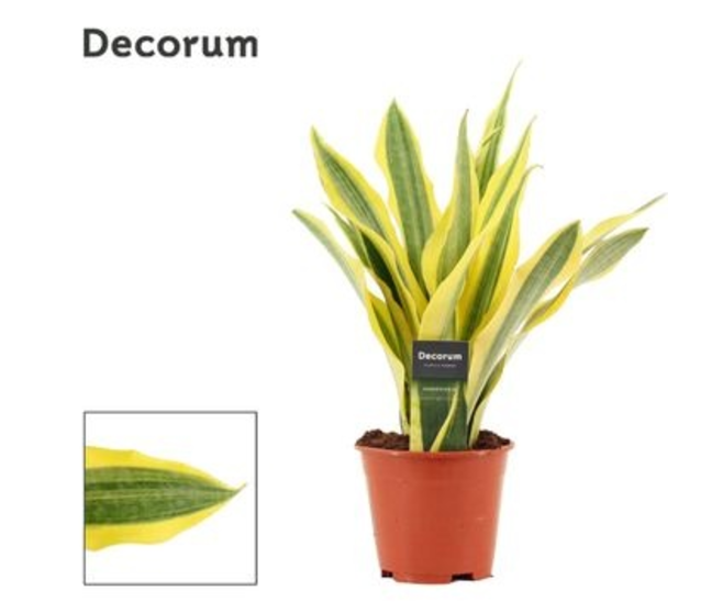 SANSEVIERIA YELLOWSTONE