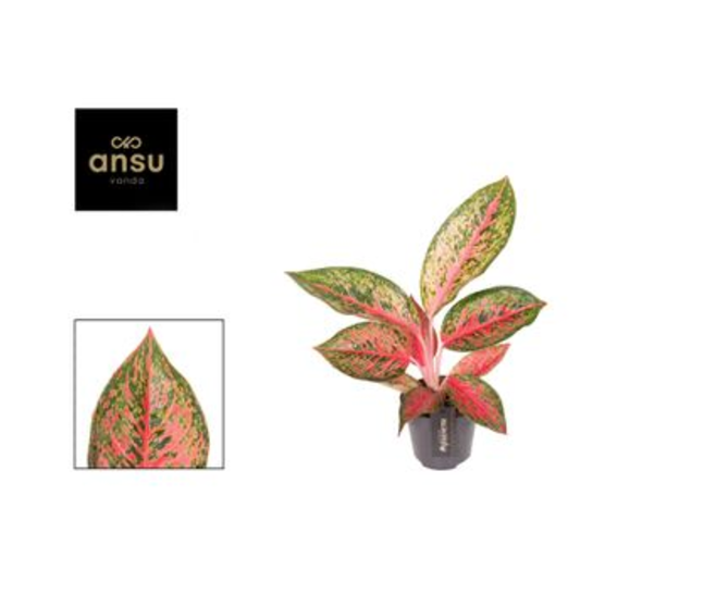 AGLAONEMA LYCHEE RED