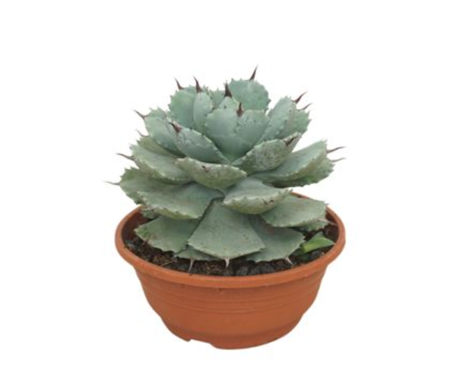 AGAVE POTATORUM P TERRE