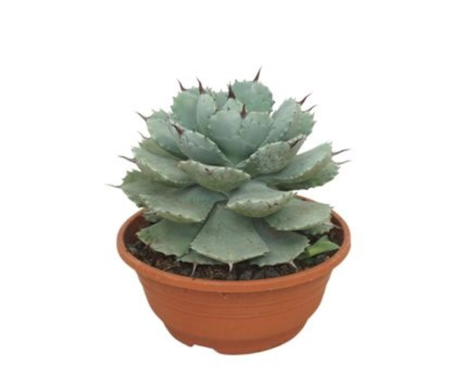 AGAVE POTATORUM P TERRE