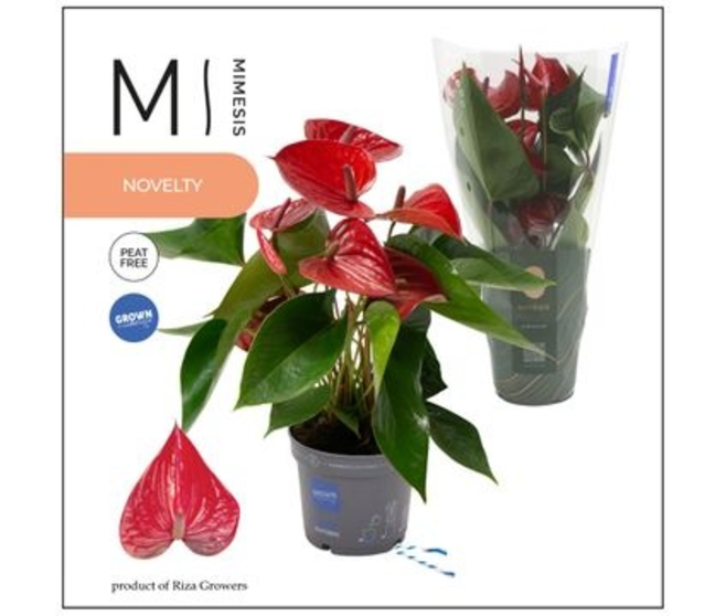ANTHURIUM ANDRAEANUM PICANTA