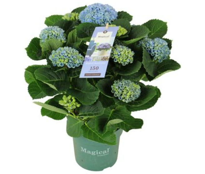 HORTENSIA MAGICAL REVOLUTION BLEU 7FL+