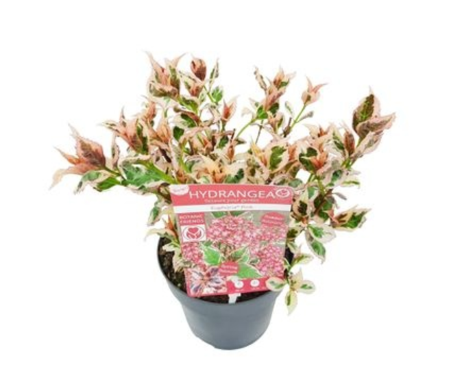 HORTENSIA SERRATA EUPHORIA PINK