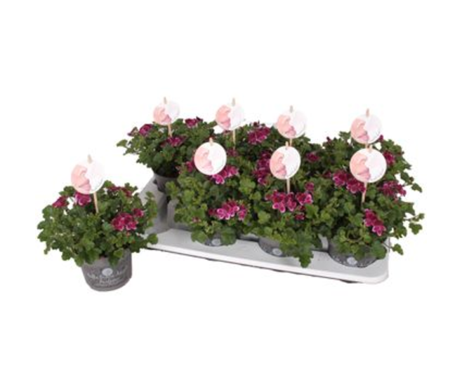 PELARGONIUM GRANDIFLORUM