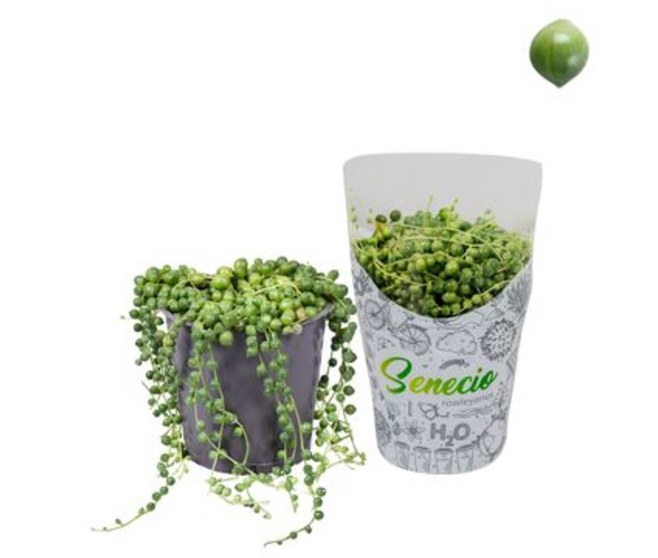 SENECIO ROWLEYANUS