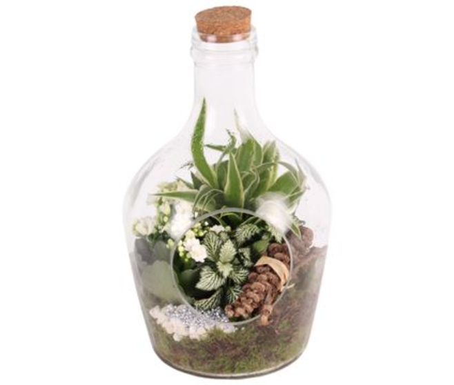 COMPO 3 PLANTES BOUTEILLE VERRE