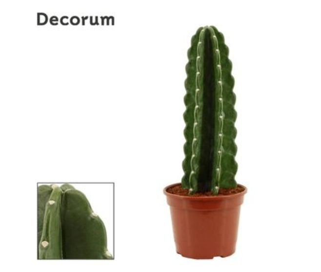 CACTUS CEREUS JAMACARU