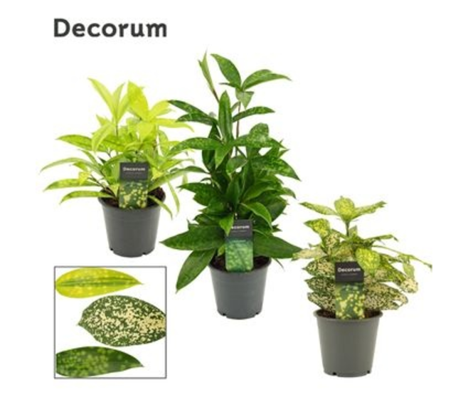 DRACAENA SURCULOSA
