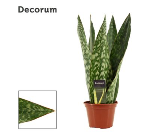 SANSEVIERIA JAMAIQUINA QUEE