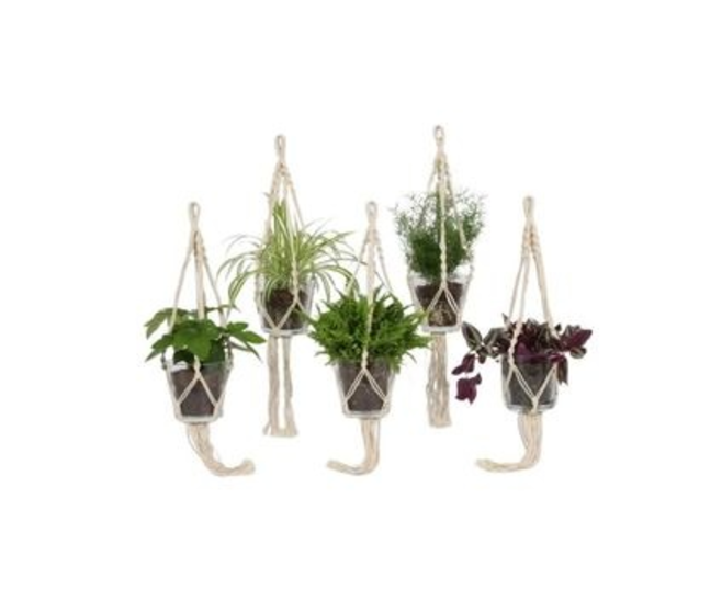 PLANTE VERRE SUSP MACRAME